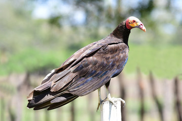 Lesser Yellow-headed Vulture (Cathartes burrovianus)