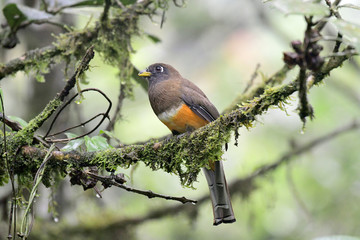 Orange-bellied Trogon, Female