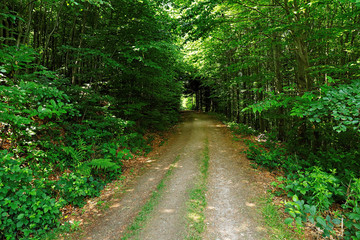 Hiking along a path in the Black Forest, Germany