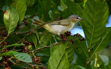 Red-eyed Vireo (Vireo olivaceus)