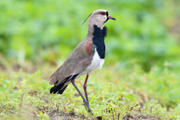 southern lapwing (Vanellus chilensis)