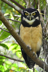 Spectacled Owl (Pulsatrix perspicillata)