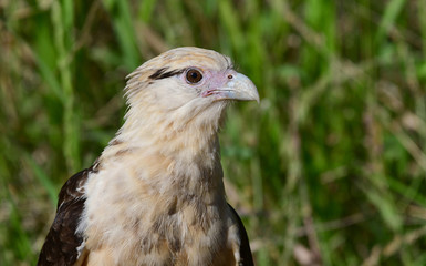 Caracara