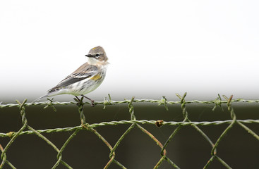 Yellow-rumped Warbler