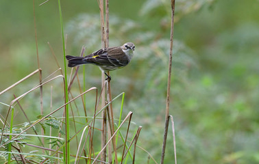 Yellow-rumped Warbler