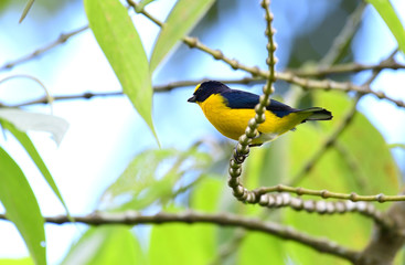 Yellow-throated Euphonia
