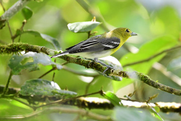 Yellow-throated Vireo