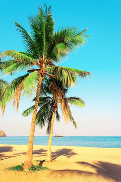 Palm trees on the shore of the Indian Ocean. Emirate of Fujairah, UAE. Bright toned photo.
