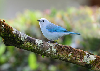 Blue-gray Tanager (Thraupis episcopus)