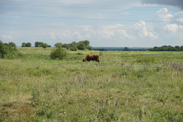 the cow sits in the field