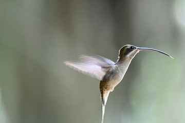 Long-billed Hermit (Phaethornis longirostris)