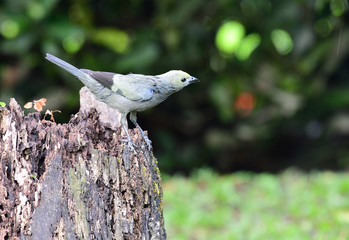 Palm Tanager (Thraupis palmarum)