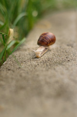 Snail