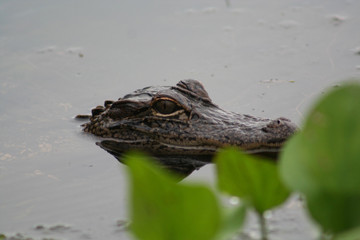 alligator