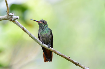Fototapeta na wymiar Rufous-tailed Hummingbird (Amazilia tzacatl)