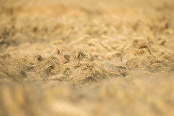 Golden Wheat Field 