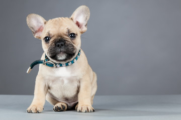French Bulldog Puppy Wearing Rhinestone Collar