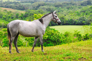 Fototapeta premium Horse