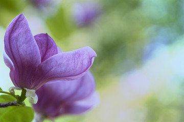 Blooming magnolia in the spring garden. Place for text.