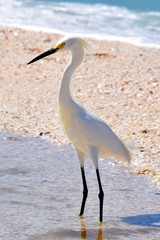 Snowy Egret bird on sand and shells on ocean beach with water