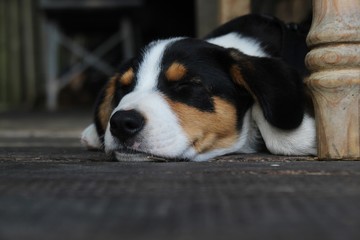 12 Wochen alter Appenzeller Sennehund 