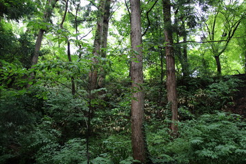 森, 木, 自然, 緑, 木, 風景, 木, 木, 公園, 包囲, ナチュラル, 葉, 木の葉,...