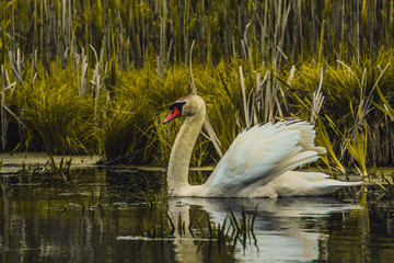 Mute swan swimming with head down in a flooded marsh, foraging for food in Bourgoynen nature reserve, Ghent, Belgium