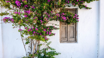 Fototapeta na wymiar Wood Window with Tree in Bloom - Mykonos, Greece