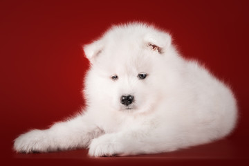 Fototapeta premium S