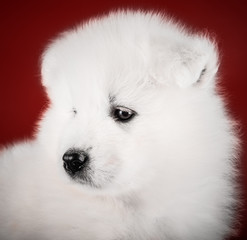 Cute Samoyed puppy studio
