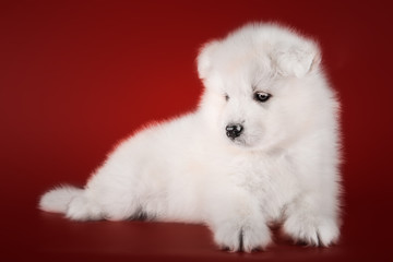 Cute Samoyed puppy studio