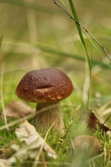 Cep Mushroom Growing in Autumn Forest. Boletus growing under the tree. Mushroom picking
