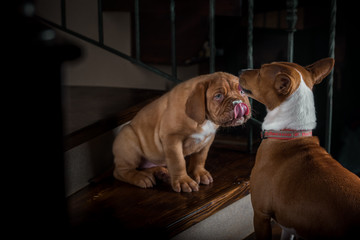 dogue de bordeaux puppy studio portrait