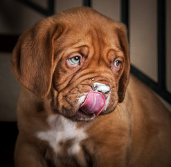 dogue de bordeaux puppy studio portrait