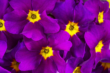 Primrose flowers as a background, close-up,