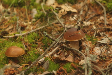 Cep Mushroom Growing in Autumn Forest. Boletus growing under the tree. Mushroom picking