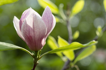 Blooming magnolia in the spring garden. Magnolia flower close-up