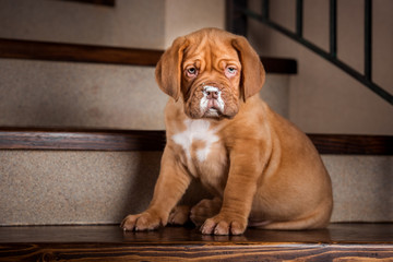 dogue de bordeaux puppy studio portrait