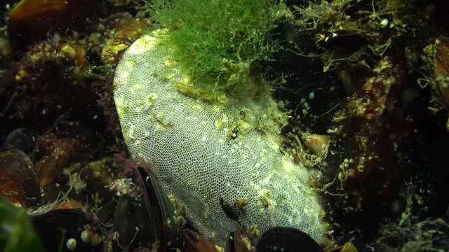 Colony Bryozoa on the mussel sink (also known as the Polyzoa, Ectoprocta or commonly as moss animals)