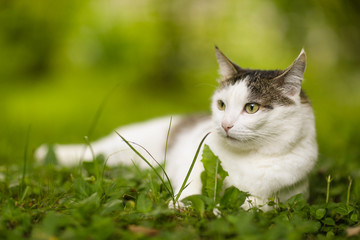 tom male cat outdoor summer photo