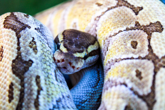 Butter Pinstripe Ball Python