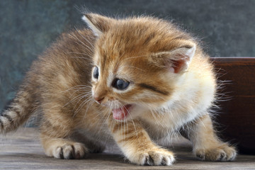 Small red-haired kitten with open mouth. Funny  ginger  kitten on an old wooden table.