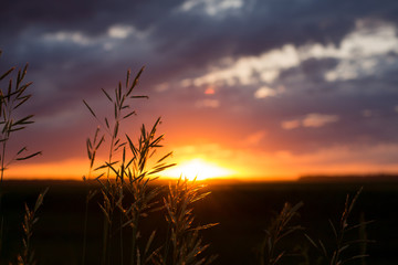 Obraz premium Manitoba Fields