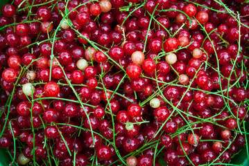 Ripe red currants close up as background.