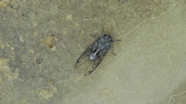 Cicada sitting on the wall. Midday in Greece.