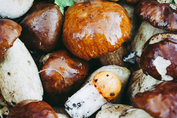 Gifts of the forest. White mushrooms and boletus. Mushrooms are wet from summer rain.