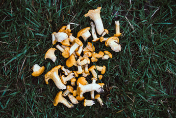 Gifts of the forest. Mushrooms chanterelles on the grass. Mushrooms are wet from summer rain.