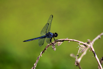 Dragonfly 