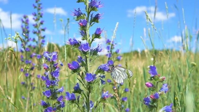 Field plants. Aporia crataegi butterfly sits on the flower of viper's bugloss (Echium vulgare).