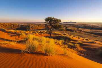 Namib-Naukluft National Park, Namibia, Africa. Petrified red dunes.